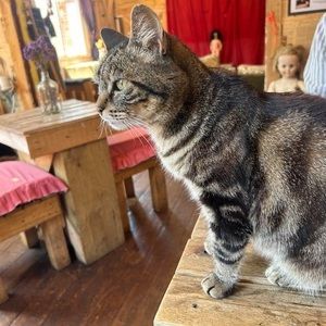 Meet your Posher, Alice